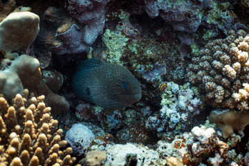 Naklejka na ściany i meble Gymnothorax javanicus underwater in the ocean of egypt, underwater in the ocean of egypt, Gymnothorax javanicus underwater photograph underwater photograph,
