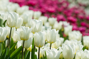 Obraz premium White tulips flowers
