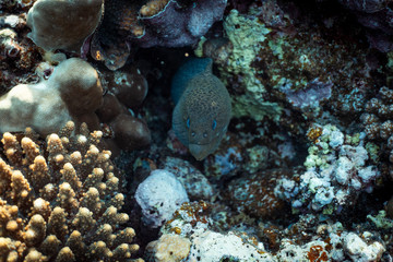 Naklejka na ściany i meble Gymnothorax javanicus underwater in the ocean of egypt, underwater in the ocean of egypt, Gymnothorax javanicus underwater photograph underwater photograph,