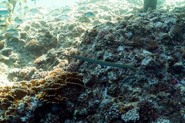 Swarm of Caribbean fish underwater photography, group of tropical fish underwater in egypt marsa alam