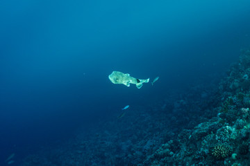 diodon hystrix underwater in the ocean of egypt, underwater in the ocean of egypt, Common...