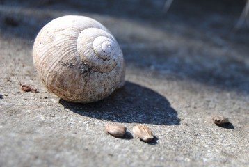 Schneckenhaus auf Steinboden