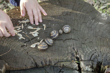 Baby hands over a stump playing with snail shells