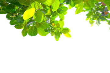 Asian tropical green leaves that isolated on a white background