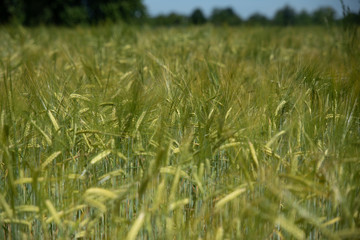 Hell and rye for a background in the summer