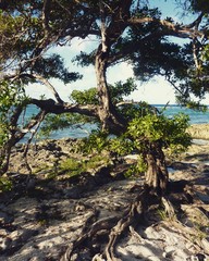 Arbre tordu