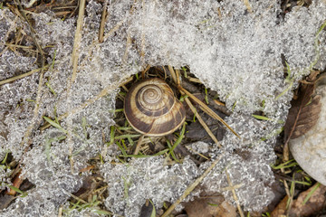 Shell with a snail lying in the foliage among the snow