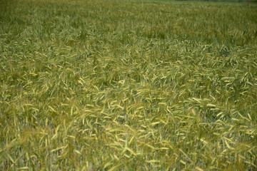 Hell and rye for a background in the summer