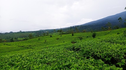 Fototapeta na wymiar Green tea plantations are very beautiful