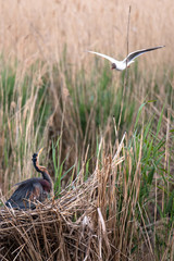 purple heron (ardea purpurea)