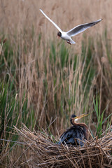 purple heron (ardea purpurea)
