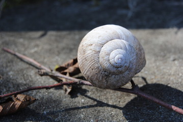 Leeres Schneckenhaus und Ast auf Steinboden