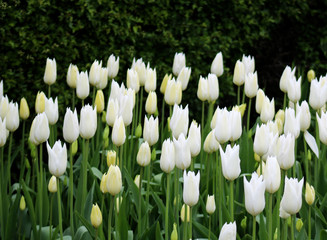 White tulips in the spring garden.