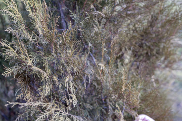 Green needles from a Christmas tree, photographed in a zoom