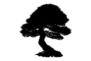 Bonsai Tree Isolated on white background