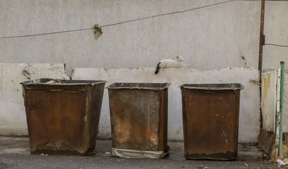 Fototapeta premium Cat on the fence above the garbage containers. 