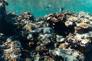 Naklejka na ściany i meble diodon hystrix underwater in the ocean of egypt, underwater in the ocean of egypt, Common porcupinefish underwater photograph underwater photograph,