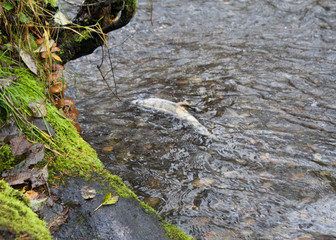 Chum Salmon Dying