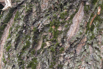 A piece of wood bark overgrown with moss