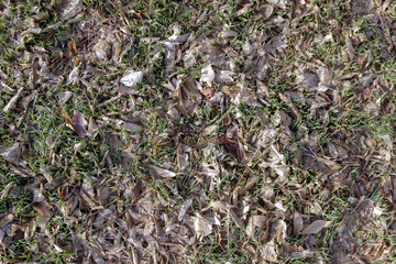 Part of a lawn with green grass sprouted among old oak leaves