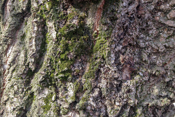 A piece of wood bark overgrown with moss