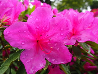 ツツジと雫