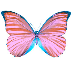 Butterfly with pink wings on a white background.