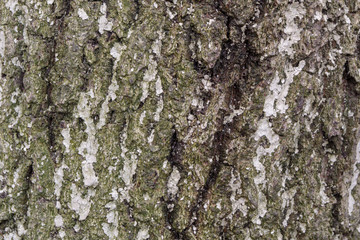 A piece of wood bark overgrown with moss