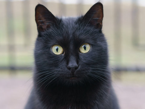 Portrait of black cat on the city street. Animals theme.
