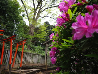 ツツジと神社