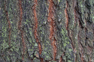A piece of wood bark overgrown with moss
