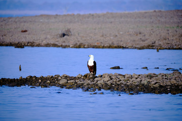 Fish eagle at Lake Kariba, Zimbabwe