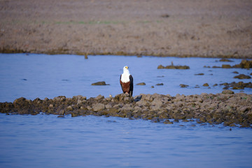 Fish eagle at Lake Kariba, Zimbabwe