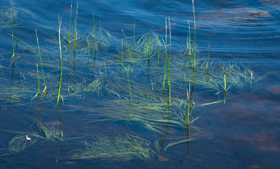 green rushes and water-grass in close-up on a background of blue water