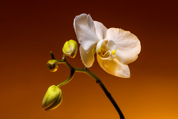 White orchid with buds on a dark background