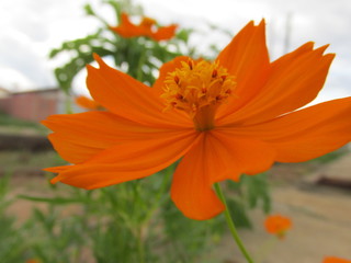 Orange Flower (flor laranja)