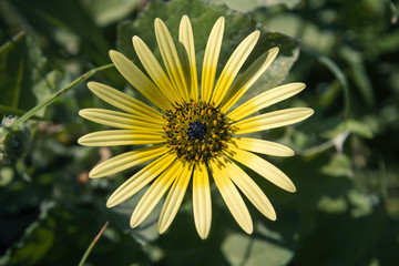 Cape dandelion flower close up