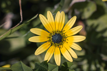 Cape dandelion yellow flower blooming