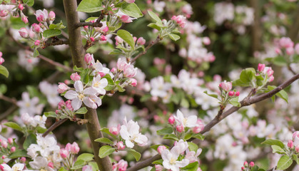 Obraz premium Apple tree blooming in spring