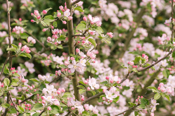 Apple tree blooming in spring