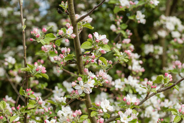 Apple tree blooming in spring