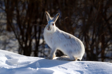 White Snowshoe hare or Varying hare closeup in winter in Canada © Jim Cumming
