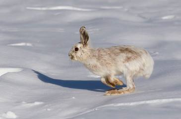 White Snowshoe hare or Varying hare isolated on white background running through the snow in Canada © Jim Cumming