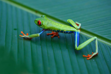Red eyed tree frog between the leaves of a green plant in Tortuguero National Park in Costa Rica