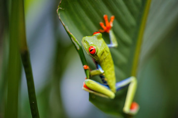 Red eyed tree frog between the leaves of a green plant in Tortuguero National Park in Costa Rica