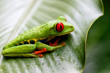 Red eyed tree frog between the leaves of a green plant in Tortuguero National Park in Costa Rica