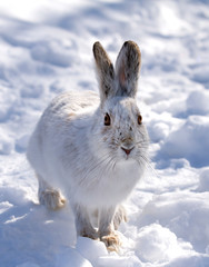White Snowshoe hare or Varying hare closeup in winter in Canada © Jim Cumming