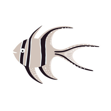 Sea fish. Banggai cardinalfish illustration. Vector illustration.