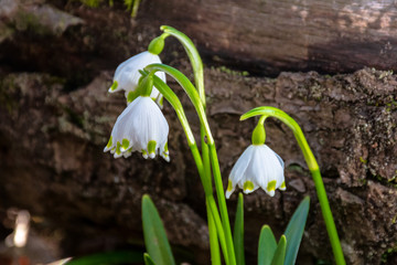 snowflake bloom in the forest. spring scenery with first flowers. sunny weather. moss covered fallen tree in the background