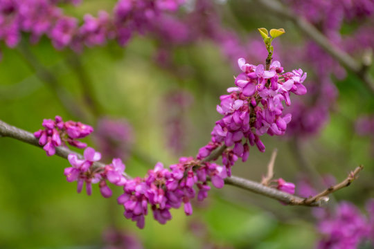 judas tree in blossom. purple flowers on the twigs. beautiful redbud background.